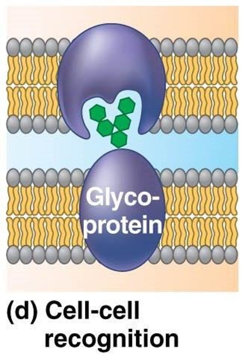 <p>Carbohydrates attached to proteins on the outside of the cell membrane</p>