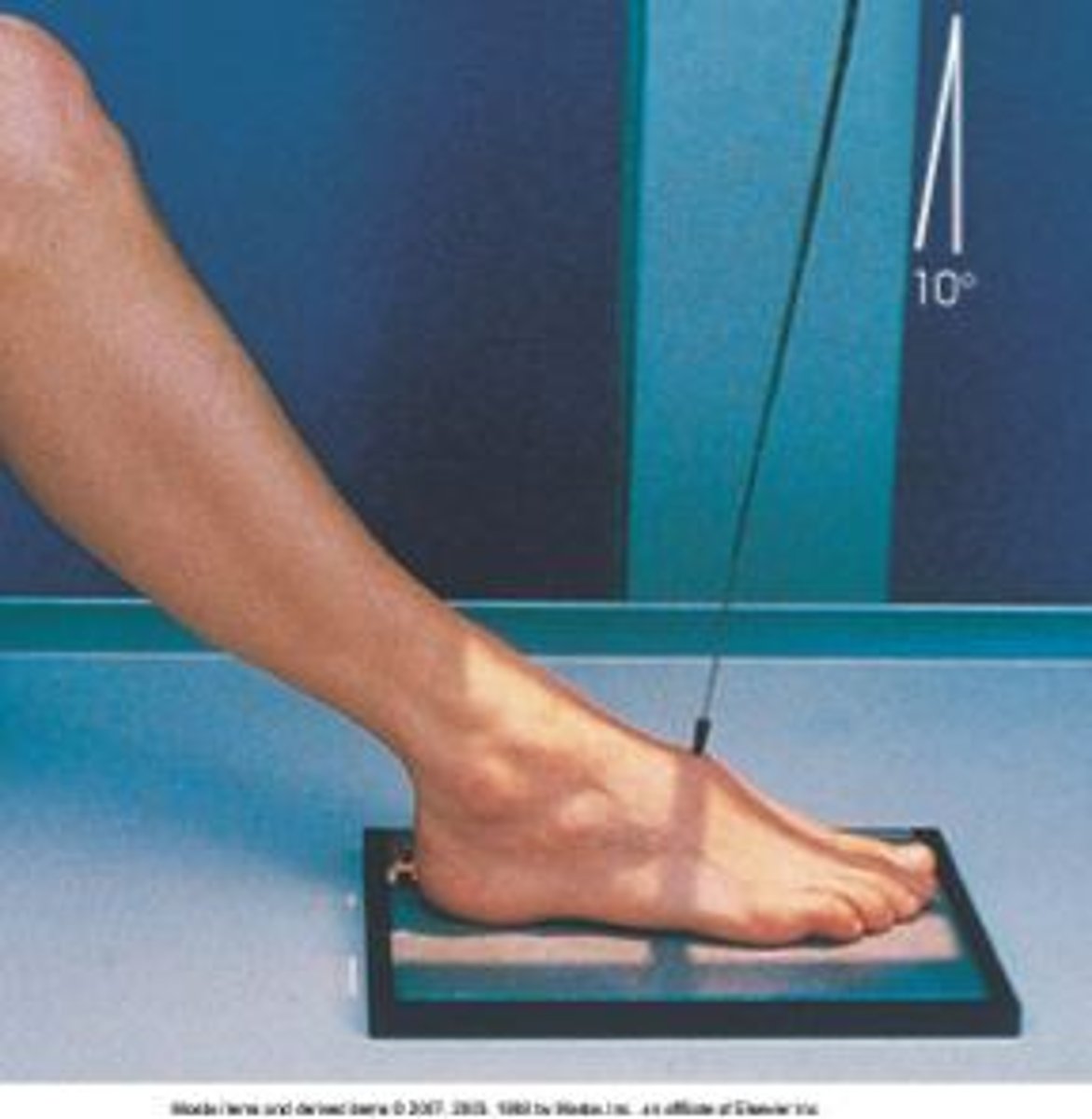 <p>angled 10 degrees posterior (towards heel) to base of the third metatarsal</p>