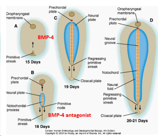 <p>Epidermis - develops as a response to BMP-4 agonist</p><p>Neural plate - does not develop into the epidermis due to BMP-4 antagonist</p>