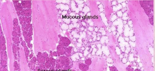 <p>watery secretions in rich gycoprotein mucin </p>
