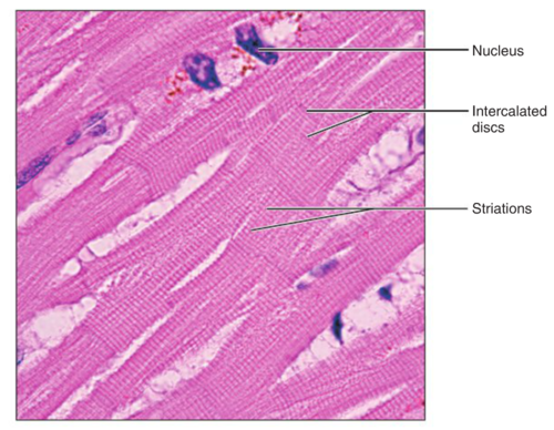 <p>as it contracts, it propels blood into the circulation; involuntary control</p>