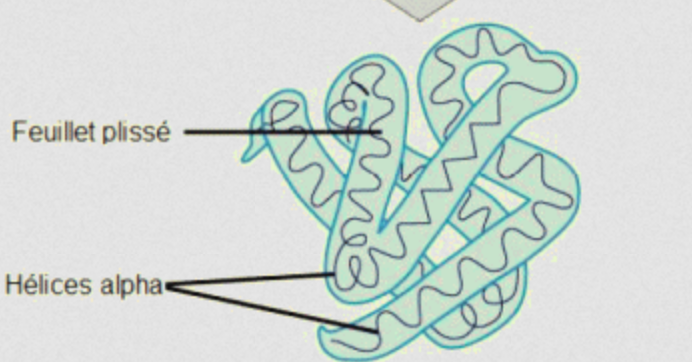 Structure tertiaire = 

\
