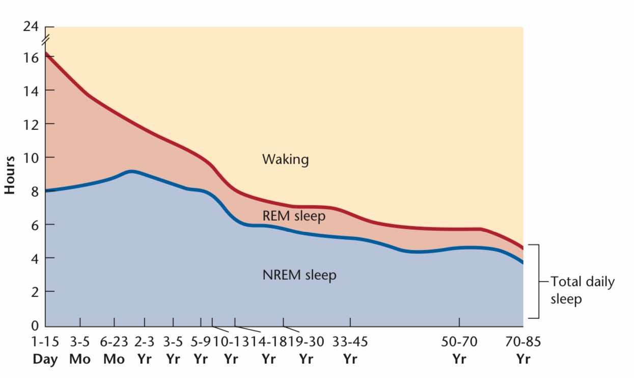 <p><strong><span>As people age, REM and the total sleep decrease, and one theory suggests that REM helps oxygenate the corneas by moving the eyes during sleep.</span></strong></p>