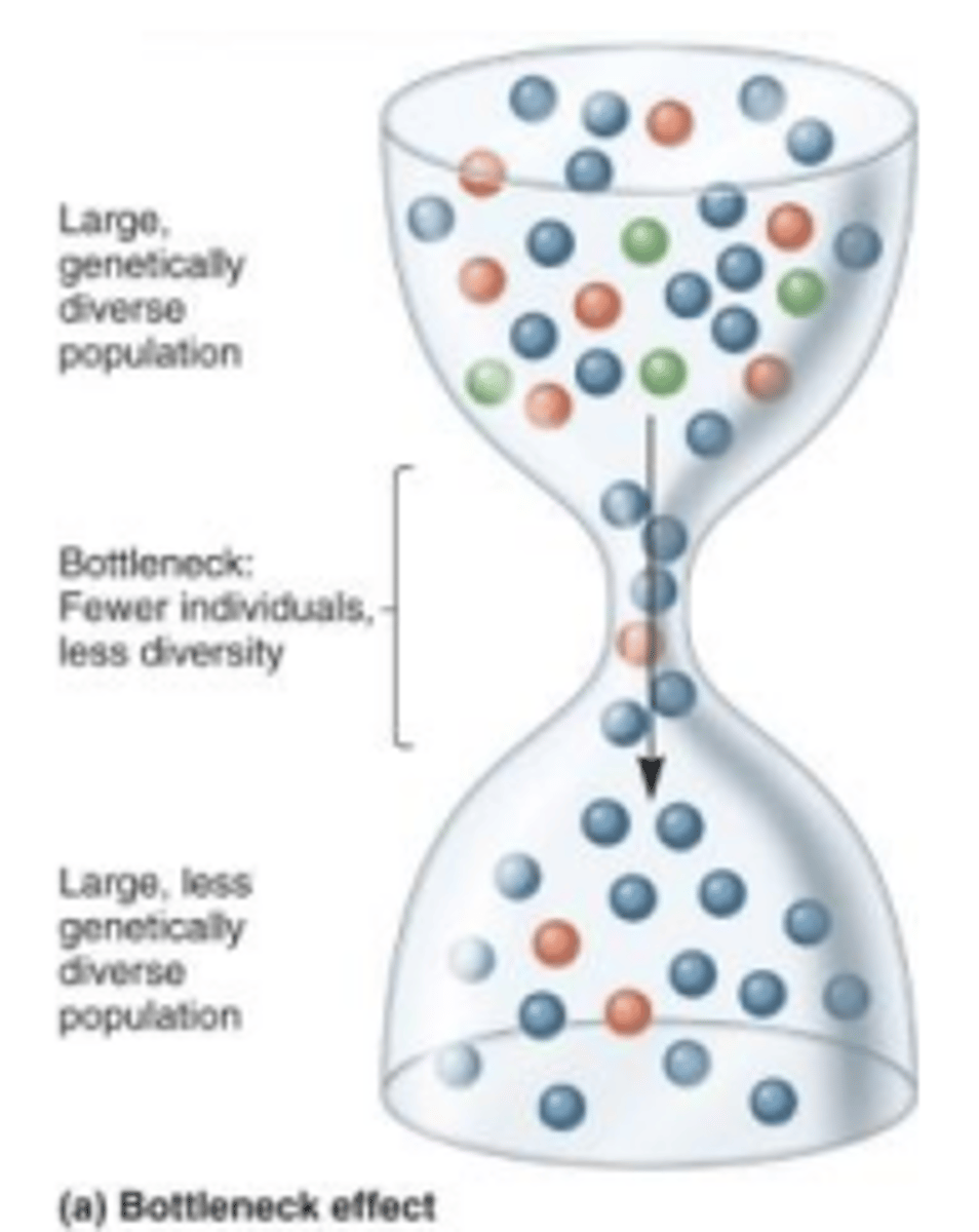 <p>1) A population decreases dramatically in size due to a natural event.</p><p>2) regard to genotype.</p><p>3) genetic composition is altered.</p><p>4) human evolution</p>