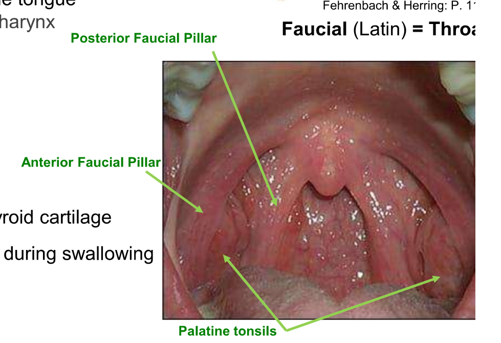 <p>Posterior faucial pillar </p>