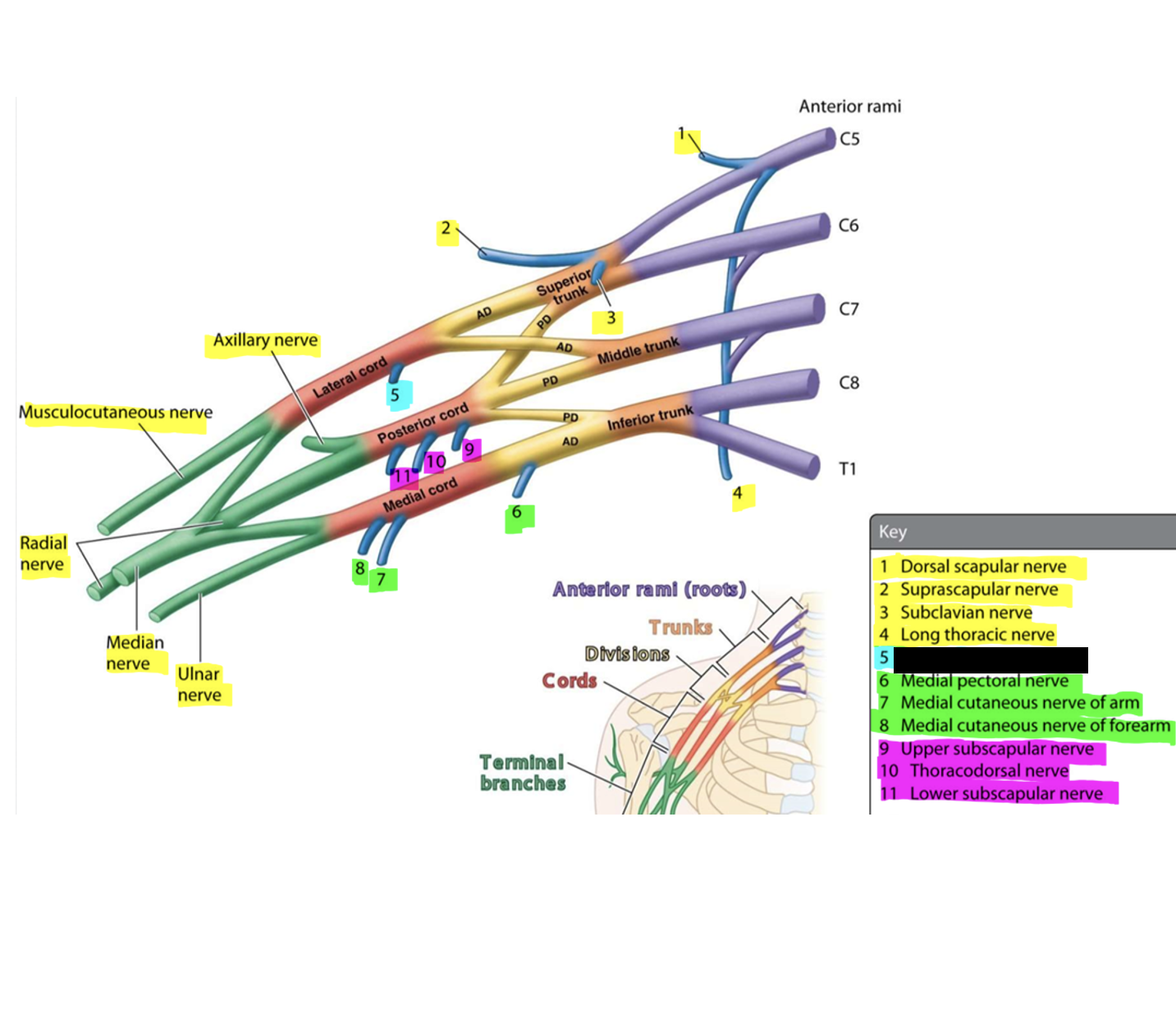 knowt flashcard image