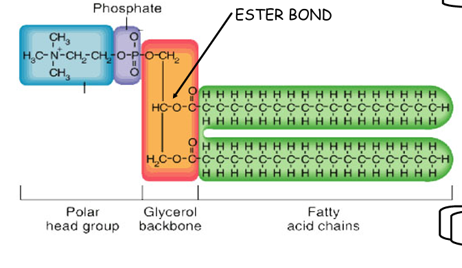<p>> A molecule of glycerol </p><p>> A phosphate group, which forms the phosphate head </p><p>> Two fatty acid tails, making up the lipid tail</p>