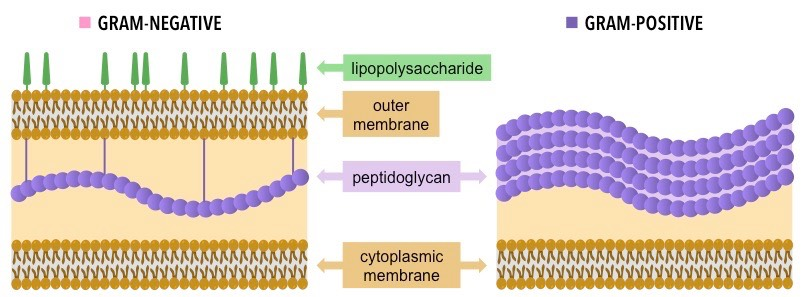<p>Gram-positive bacteria, as it relies on a thick peptidoglycan cell wall:</p><ul><li><p>gram-negative bacteria are not affected by penicillin as it can’t easily cross the outer lipopolysaccharide membrane to reach the thin peptidoglycan cell wall</p></li></ul><p></p>