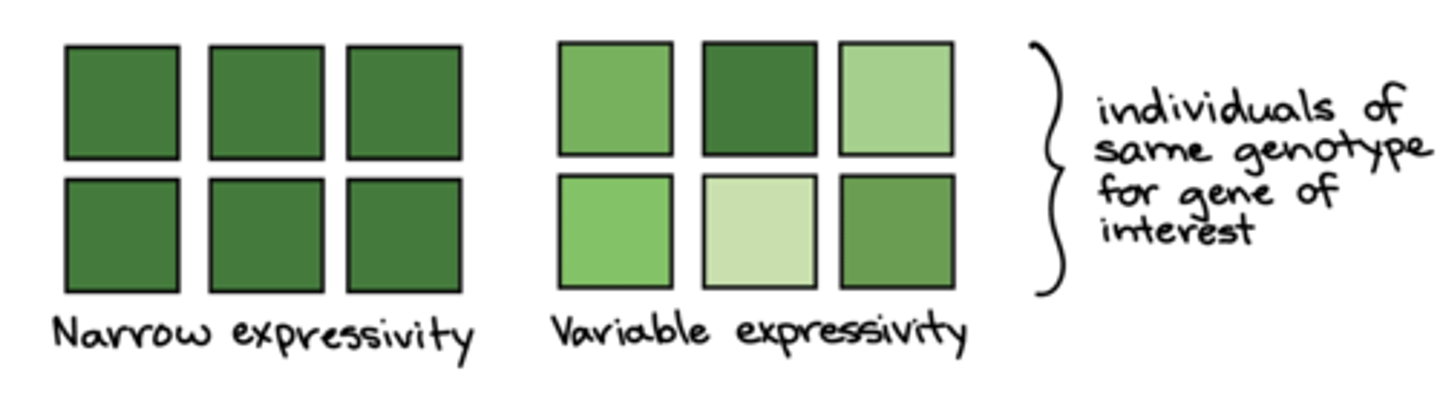 <p>variable expressivity</p>