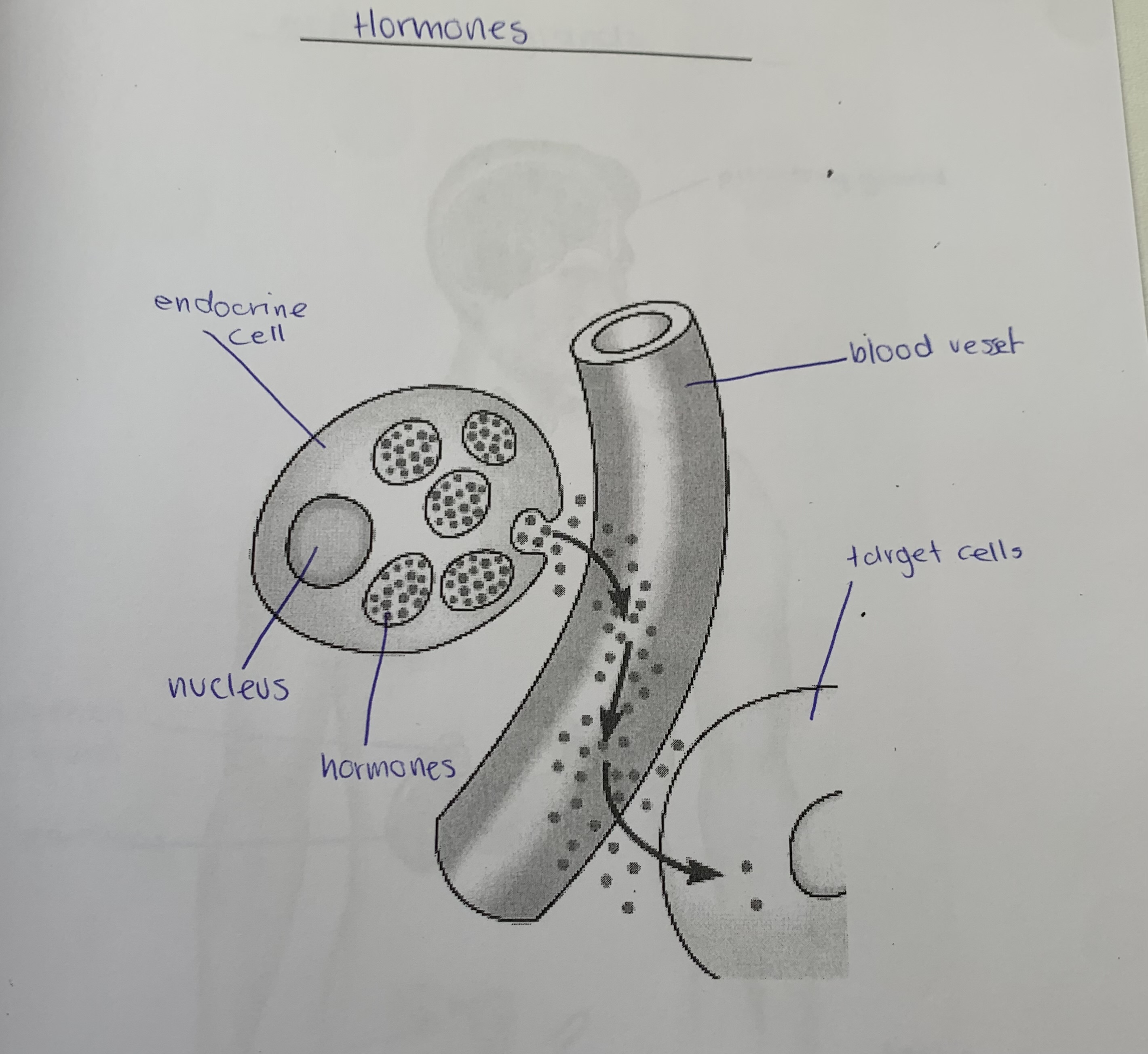 knowt flashcard image