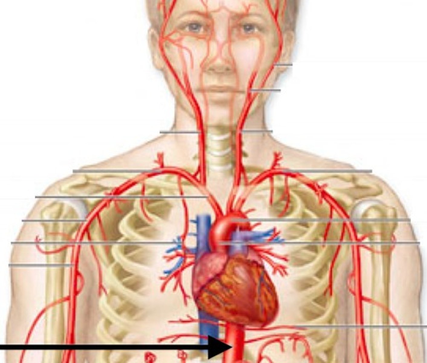 <p>Area supplied: Lungs, thoracic wall, and body above the diaphragm</p><p>Terminal branch: Abdominal aorta</p><p>Relationship: Located on the left side of the posterior mediastinum in the thoracic cavity</p>