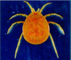 <p>Macroinverterbrate</p>