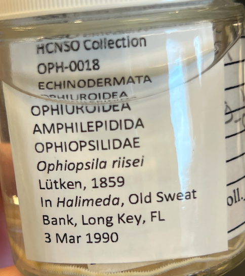 <p>Order: Amphilepidida</p><p>Family: Ophiopsilidae</p><p>Genus Ophiopsila</p>