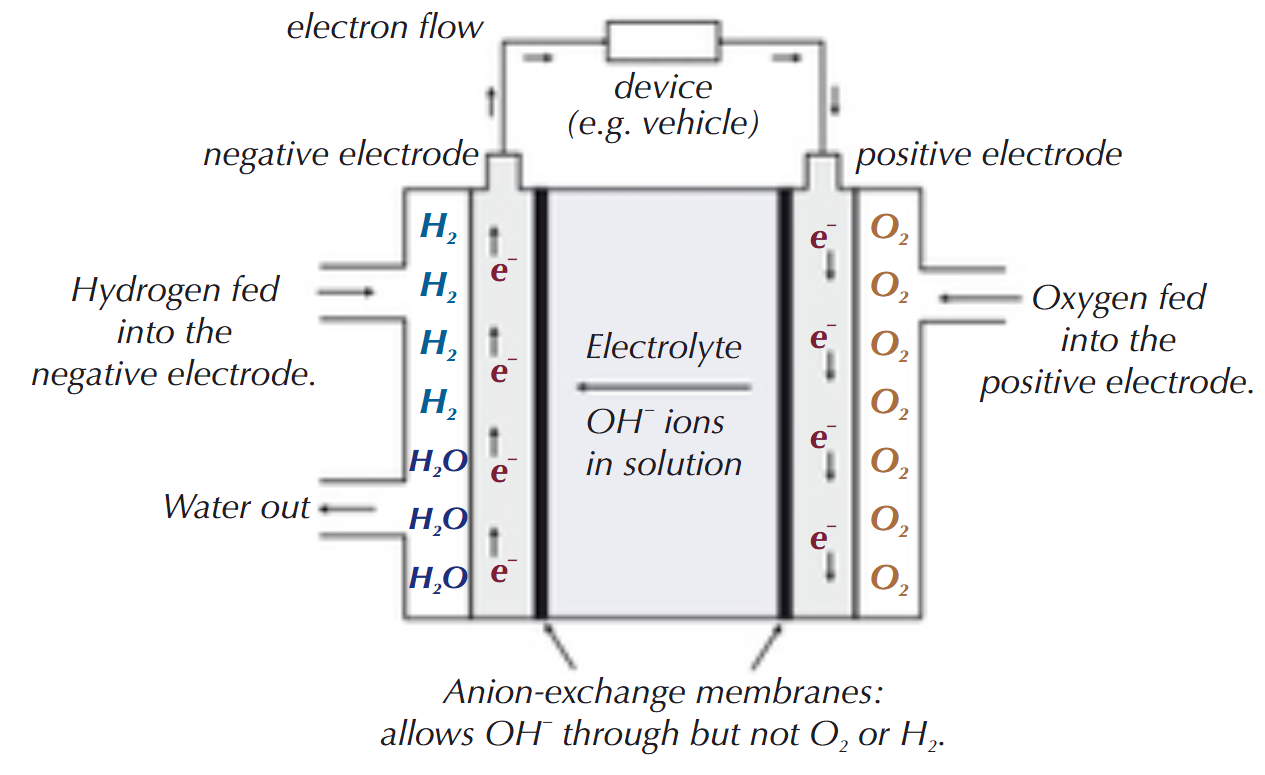 <p><strong>The hydrogen-oxygen fuel cell:</strong></p><ul><li><p>hydrogen &amp; oxygen gas are fed into two separate platinum-containing electrodes</p></li><li><p>electrodes are separated by an anion-exchange membrane that allows anions (OH⁻ ions) &amp; water to pass through it, but not hydrogen &amp; oxygen gas. The electrolyte is an aqueous alkaline solution (KOH). Hydrogen is fed to the negative electrode</p></li><li><p>reaction at negative electrode is: H<sub>2</sub>(g) + 2OH⁻(aq) → 2H₂O(l) + 2e⁻</p></li><li><p>the electrons flow from the negative electrode through an external circuit to the positive electrode. The OH⁻ ions pass through the anion-exchange membrane towards the negative electrode. Oxygen is fed to the positive electrode</p></li><li><p>reaction at positive electrode is: O₂(g) + 2H₂O(l) + 4e⁻ → 4OH⁻(aq)</p></li><li><p>overall reaction: 2H₂(g) + O₂(g) → 2H₂O(l)</p></li></ul><p></p>