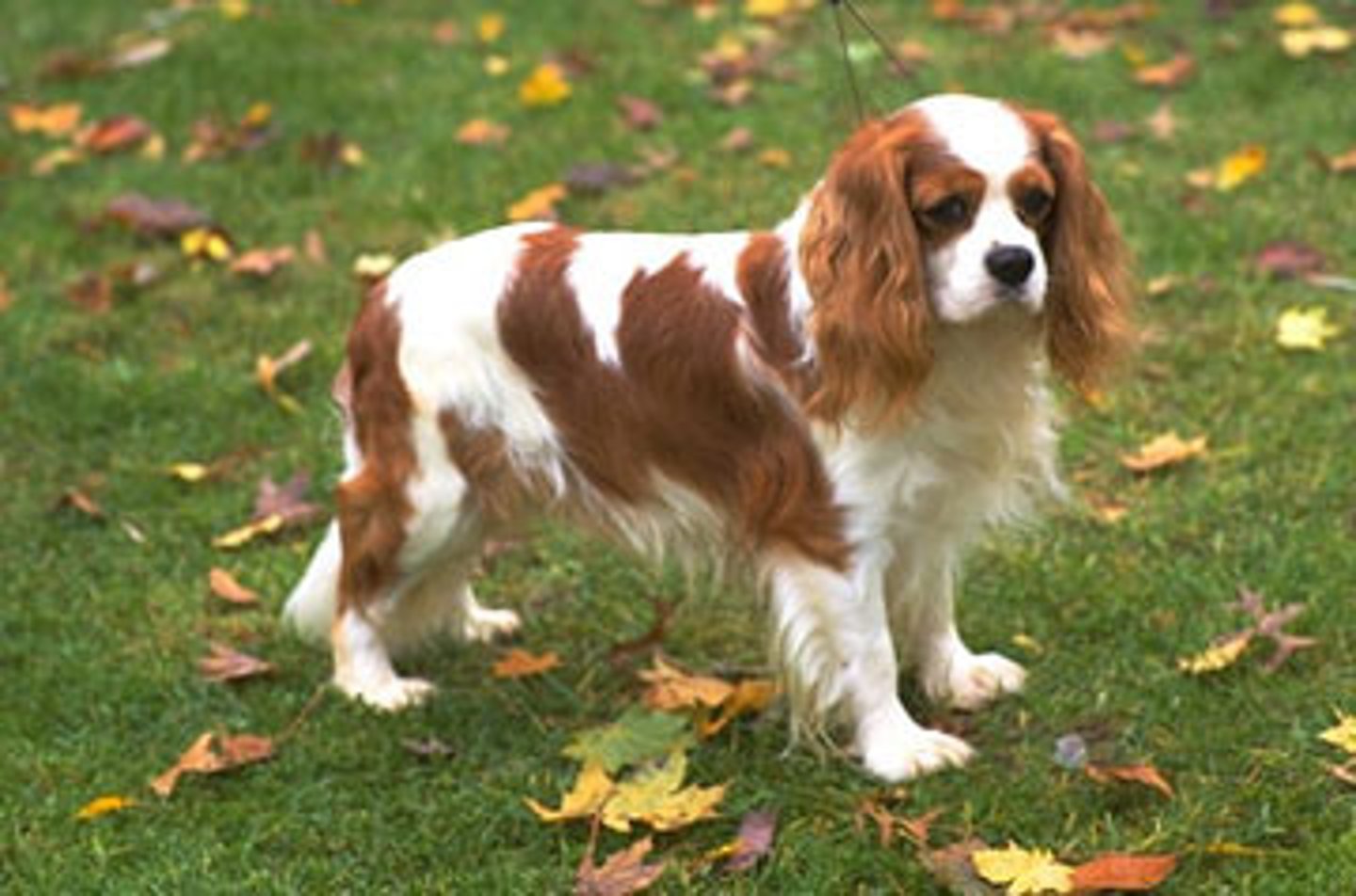 <p>1. showing a lack of proper concern; offhand.</p><p>2. a dashing and attentive man, especially one acting as a lady's escort.</p><p>3. a small spaniel of a breed with a long snout.</p>
