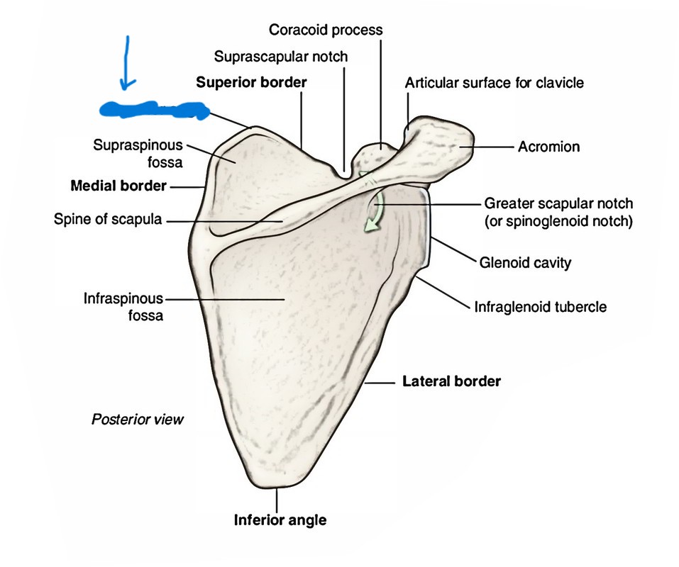 <p>What is this part of the scapula?</p>