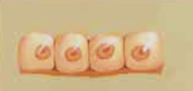 <p>One layer of cube-shaped cells</p>