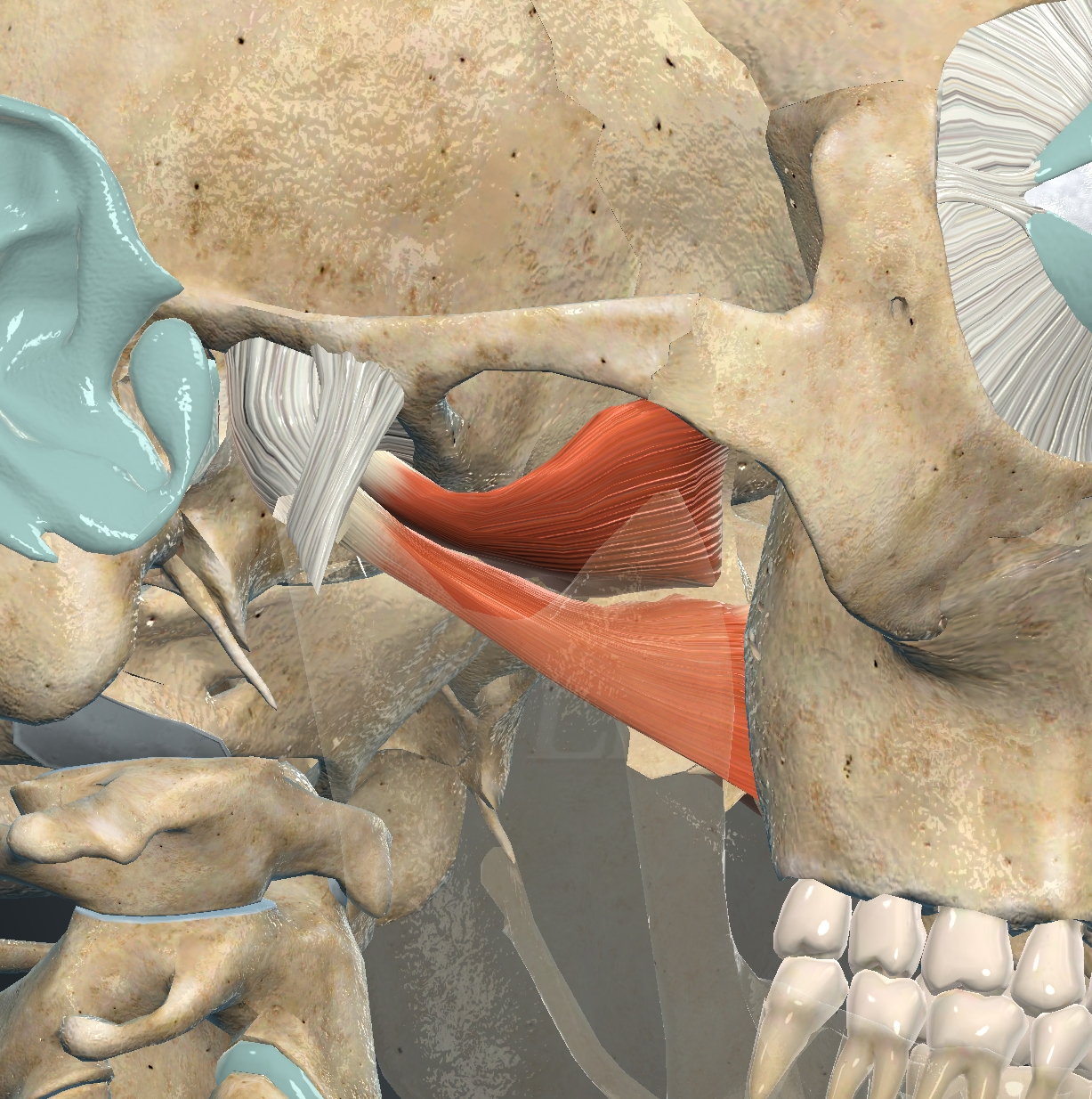 <p>What muscle is this?</p>
