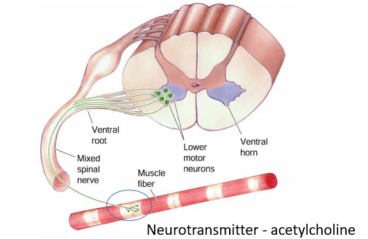 <p>A neuron that innervates the muscle </p><ul><li><p>also referred to as alpha motor neuron, motoneuron or final common pathway</p></li><li><p>they are the common mechanisms for causing muscle contractions </p></li></ul><p></p><ul><li><p>involved in all movements (voluntary and reflexive)</p></li><li><p>directly innervate muscle</p></li><li><p>cell bodies in spinal cord </p></li></ul><p></p><p>Muscle fibers special properties:</p><ul><li><p>can change length</p></li><li><p>can generate force</p></li></ul><p></p>