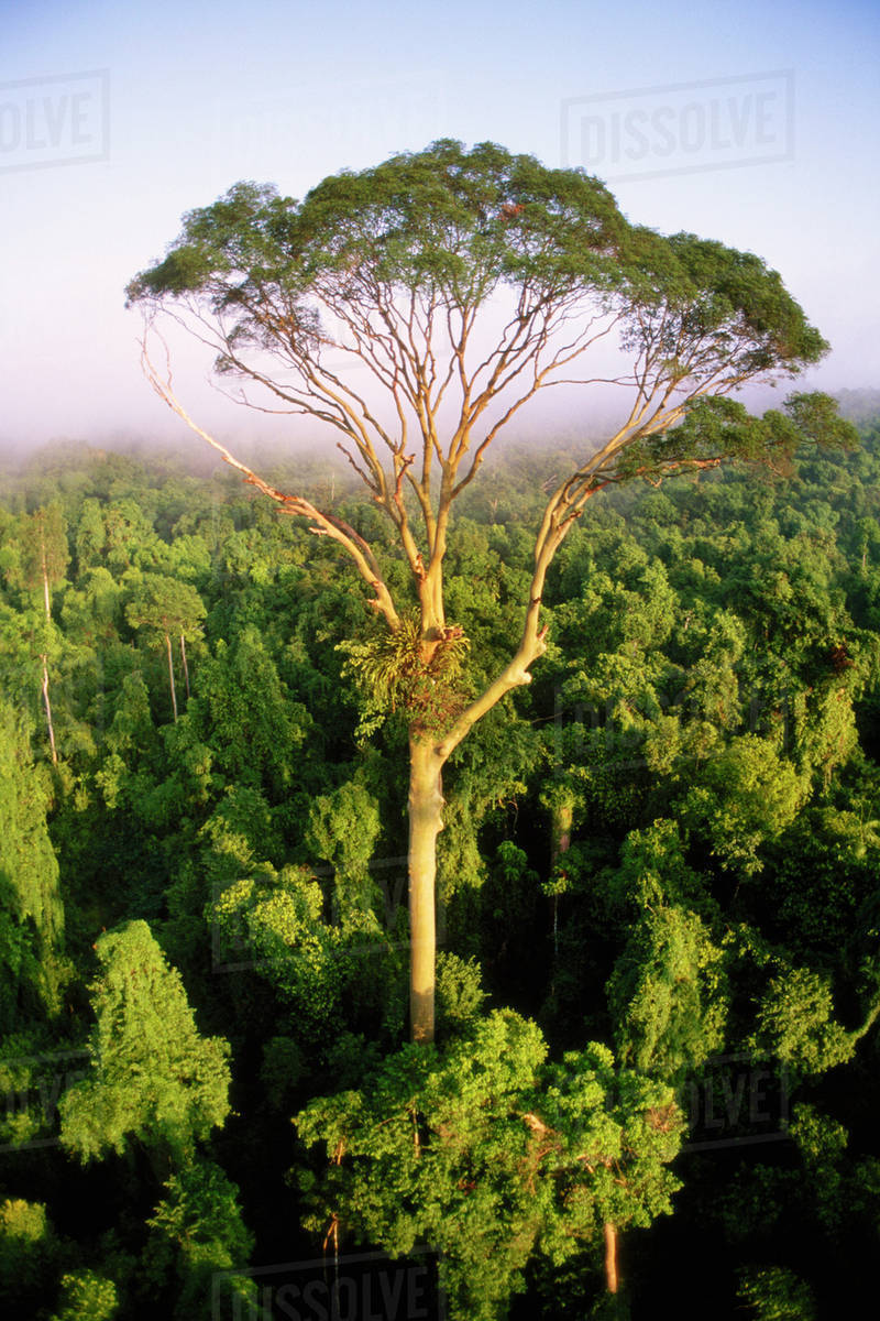 <p>Emergent trees are trees that can grow even taller and faster than the average tree to outcompete it in forest canopies in order to get the best light absorption and higher photosynthesis rates; </p><p>Maximizing height is important because in dense forests, there is only a limited amount of sunlight, so trees need to be taller to get access to uninterrupted sunlight.</p>