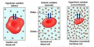<p>If the solution is hypertonic…</p>