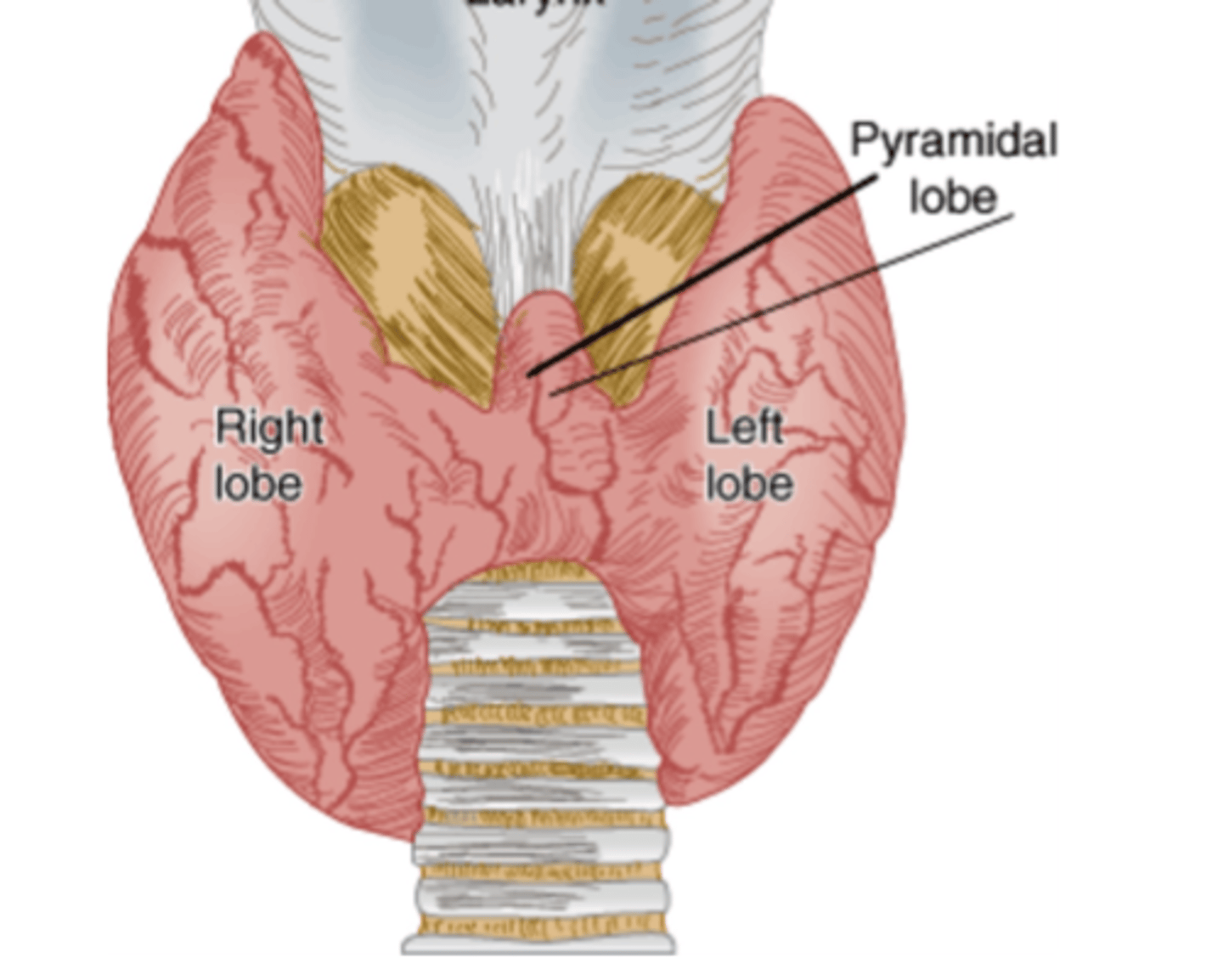 <p>• Largest endocrine gland</p><p>• Two lateral lobes, 4 to 6cm in length</p><p>• Connected by isthmus (~5cm)</p><p>• Highly vascularized</p><p>in a healthy person you shouldn't be able to feel it</p>