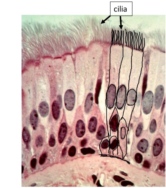 <ul><li><p>Columnar cell and goblet cell</p></li><li><p>Trachea</p></li></ul><p></p>