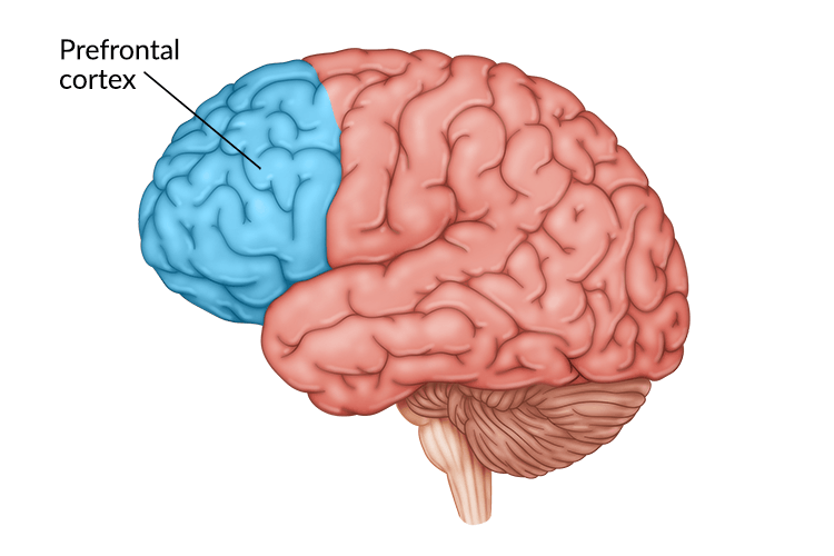 <p>In front of frontal lobe</p><ul><li><p><span style="font-family: Arial, sans-serif">enable judgment, planning, processing of new memories, emotional control</span></p></li><li><p><span style="font-family: Arial, sans-serif">damage can alter personality and lower inhibitions (Phineas Gage)</span></p><ul><li><p>Inhibitions = Voluntary restriction of yourself</p></li></ul></li></ul>