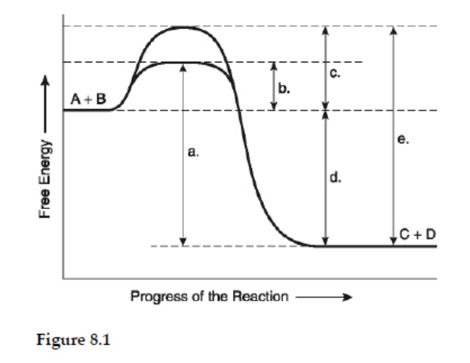 <p><span>Which of the following terms best describes the forward reaction in Figure 8.1?</span></p>