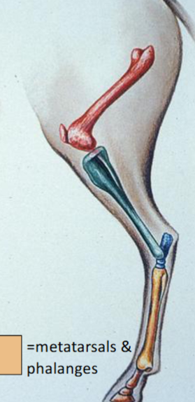 <p><span style="background-color: transparent;"><span>walking on the tip of one's digits (i.e. hooved animals)</span></span></p>