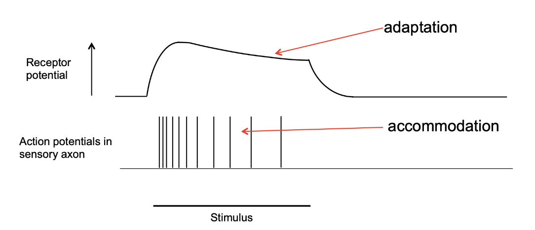 <p>the generator potential gradually decreases with the result that the action potential frequency decreases</p><p>In other cases, action potential frequency decreases to zero even while the generator potential persists</p>