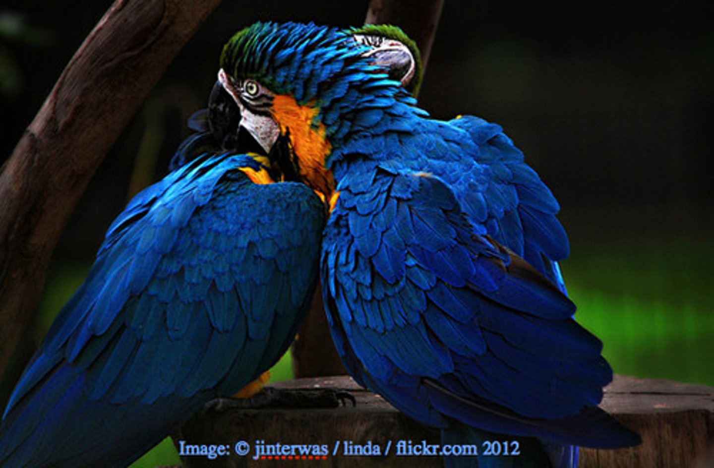 <p>to give or feel in return; respond mutually</p>