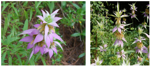 -interesting flowers