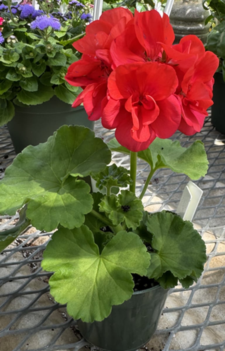 <p>What is the common name for this plant?</p>