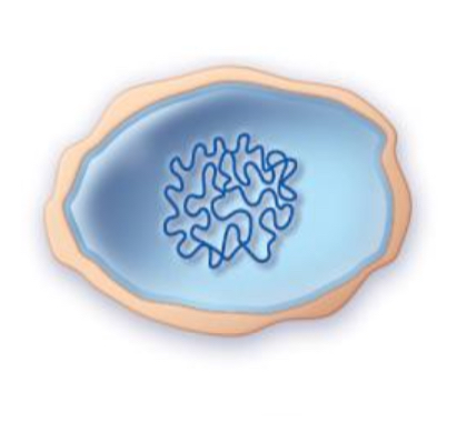 <p>protoplasts</p>