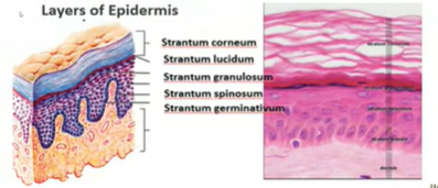 <p>made up of stratified squamous layers of epithelial tissue and consist 10 to30 thick so it is the most superficial layer </p>