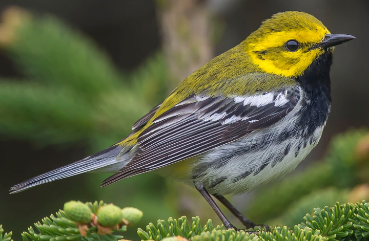 <p>What bird is this? </p>