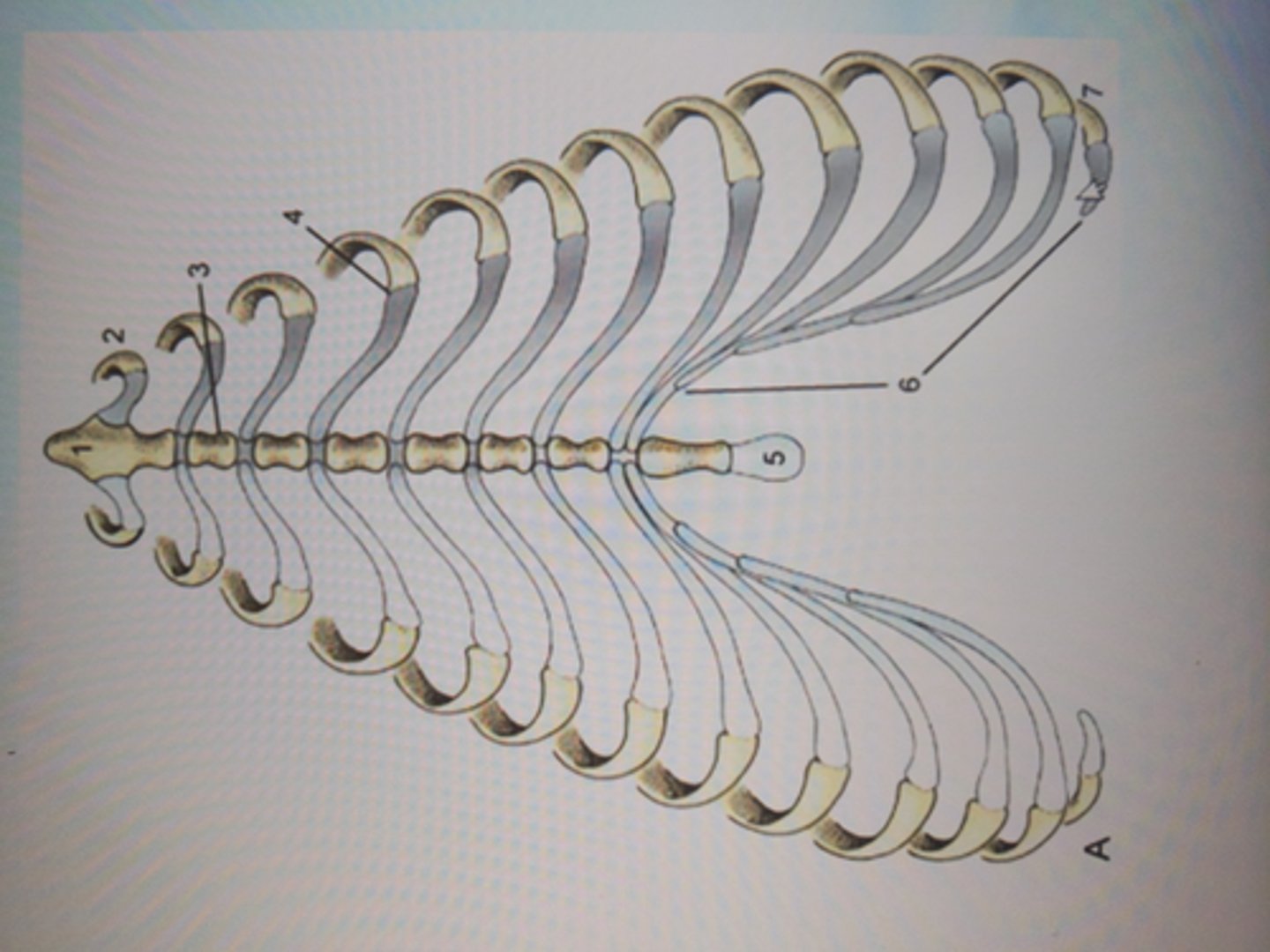 <p>curved structure formed by the costal cartilages of the false ribs</p>
