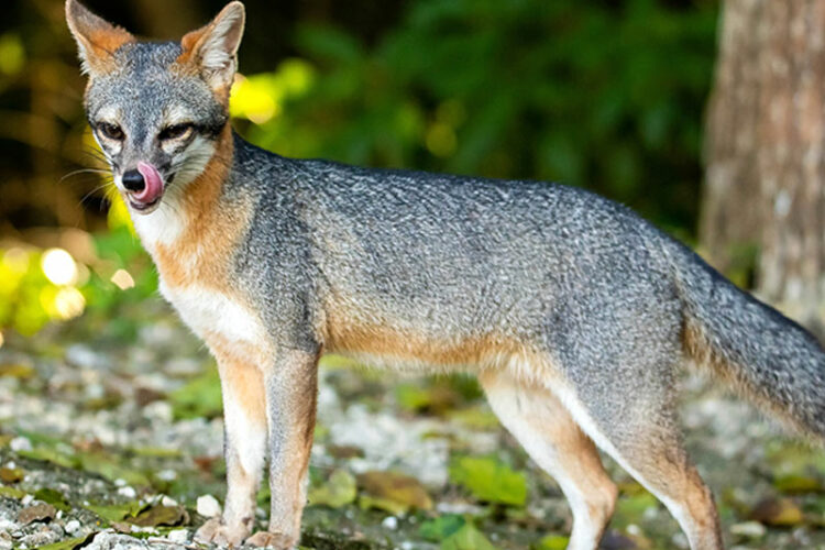 <ul><li><p>gray fox</p></li><li><p>grey with some red</p></li><li><p>skull has a shorter rostrum</p></li><li><p>2 ridges on skull meet at back in U shape</p></li><li><p>skull has more space between canines and premolars</p></li></ul><p></p>