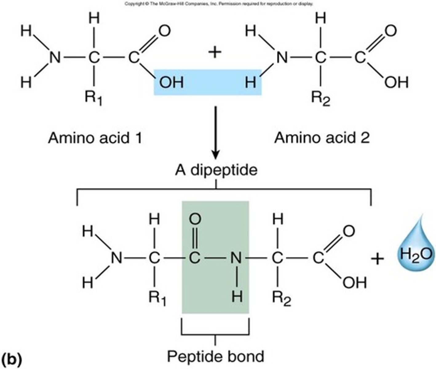 <p>2 amino acids bonded together</p>