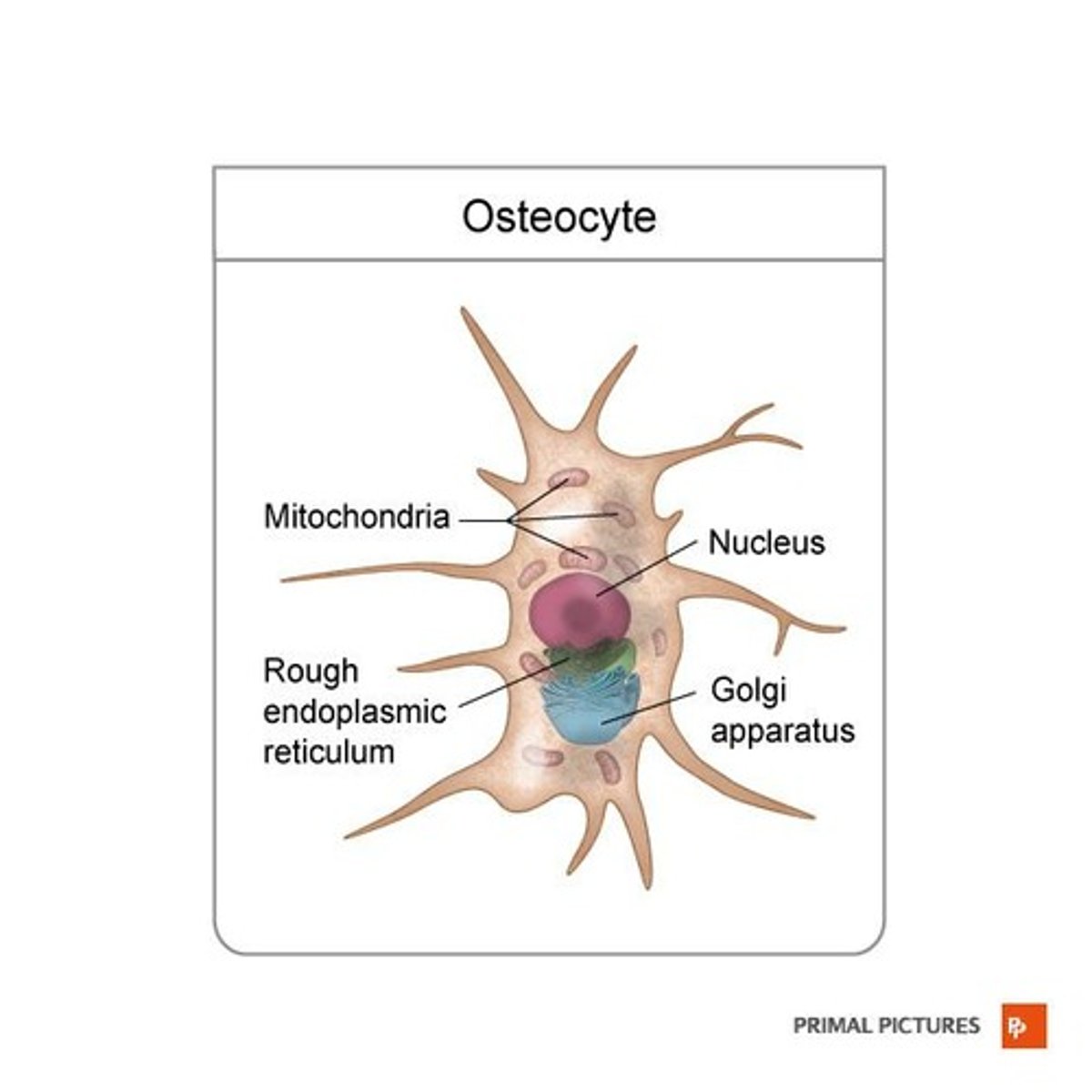 <p>Mature bone cells that maintain bone tissue and are found within lacunae.</p>