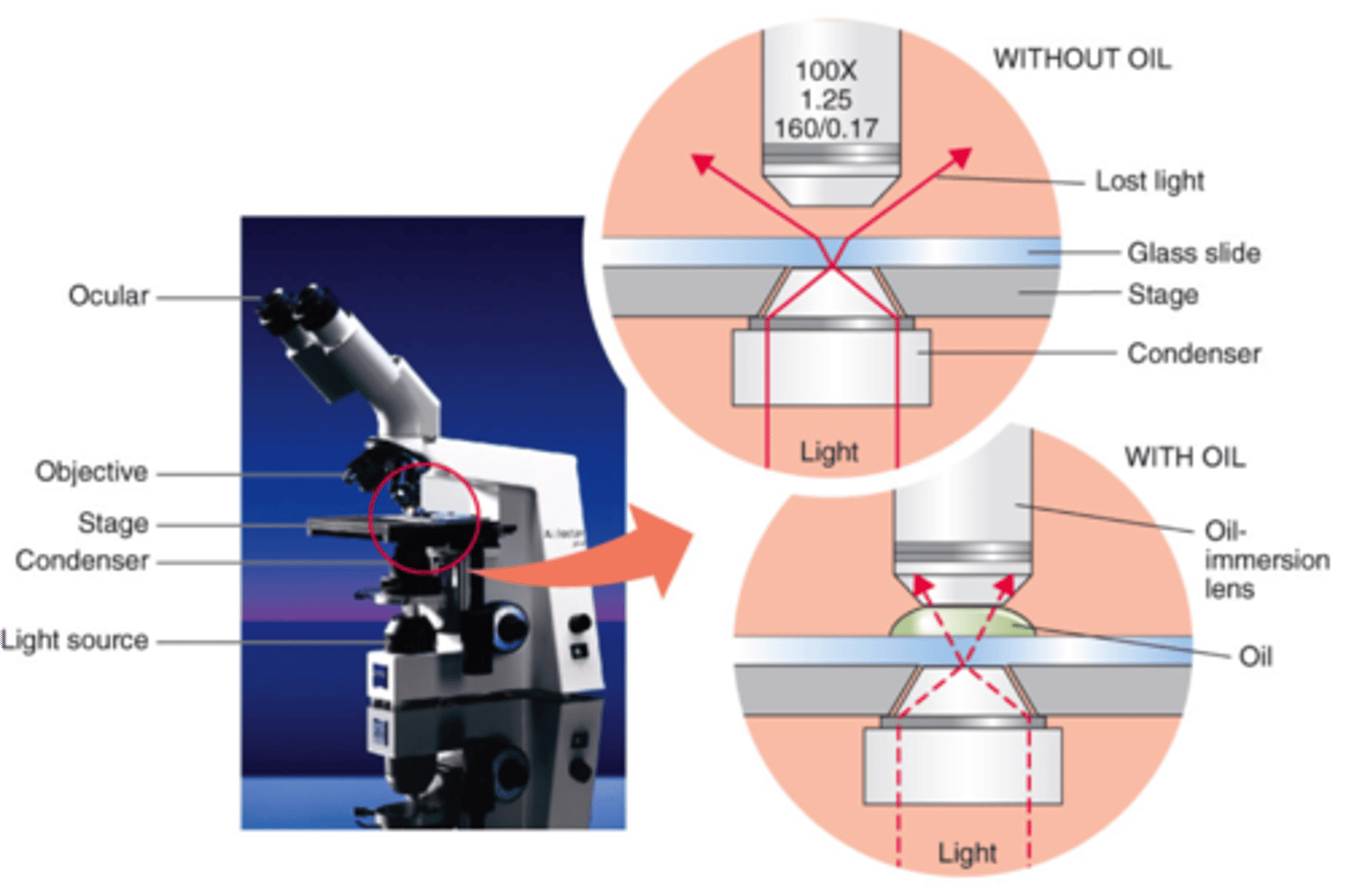 <p>It increases numerical aperture and maintains a uniform light speed</p><p>the oil reduces the loss of light &amp; has the same refractive index as glass</p>