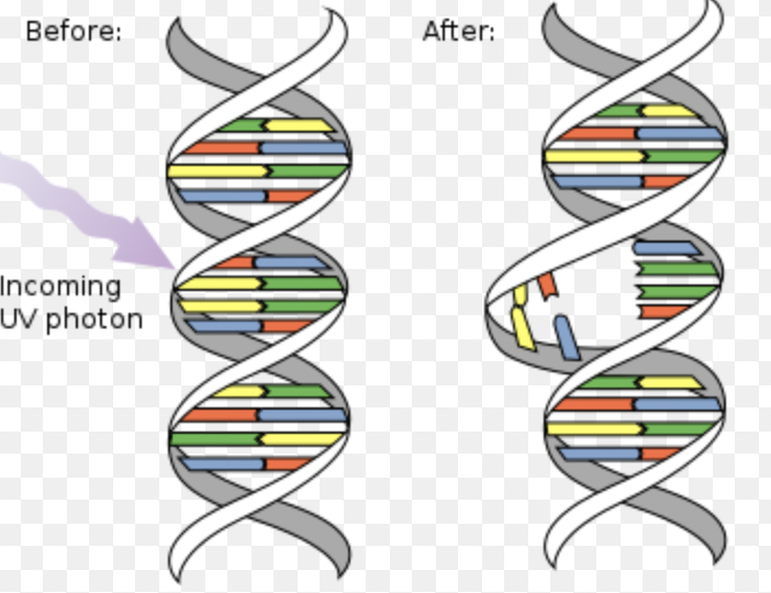 <p>A factor that causes mutations (can be natural or spontaneous).</p>