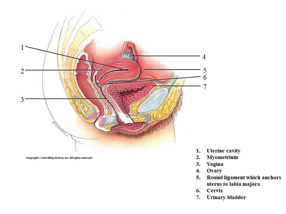 <ol start="5"><li><p>Round ligament</p></li></ol>