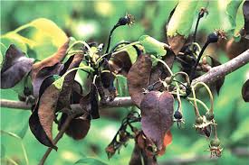 <p>&nbsp;Bacterial disease causing wilting and blackening of shoots and branches, resembling fire damage.</p>