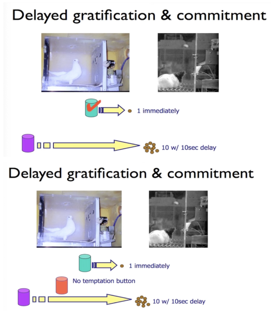 <p>Press the green button → gets food immediately</p><p>Press the purple button → gets much more food 10 secs delay</p><p>After pressing the purple button, the red button appears. The red button (“no temptation button”) doesn’t give food, but it removes the green button. </p><p>Result: Pigeons and rats DO OFTEN press the RED button</p>