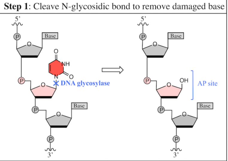 <p><strong>DNA glycosylase</strong></p><p></p><p><span>cleaves its N-glycosidic bond to generate an AP site</span></p><p></p><p>Each DNA glycosylase can only recognize one specific type of damaged base</p>