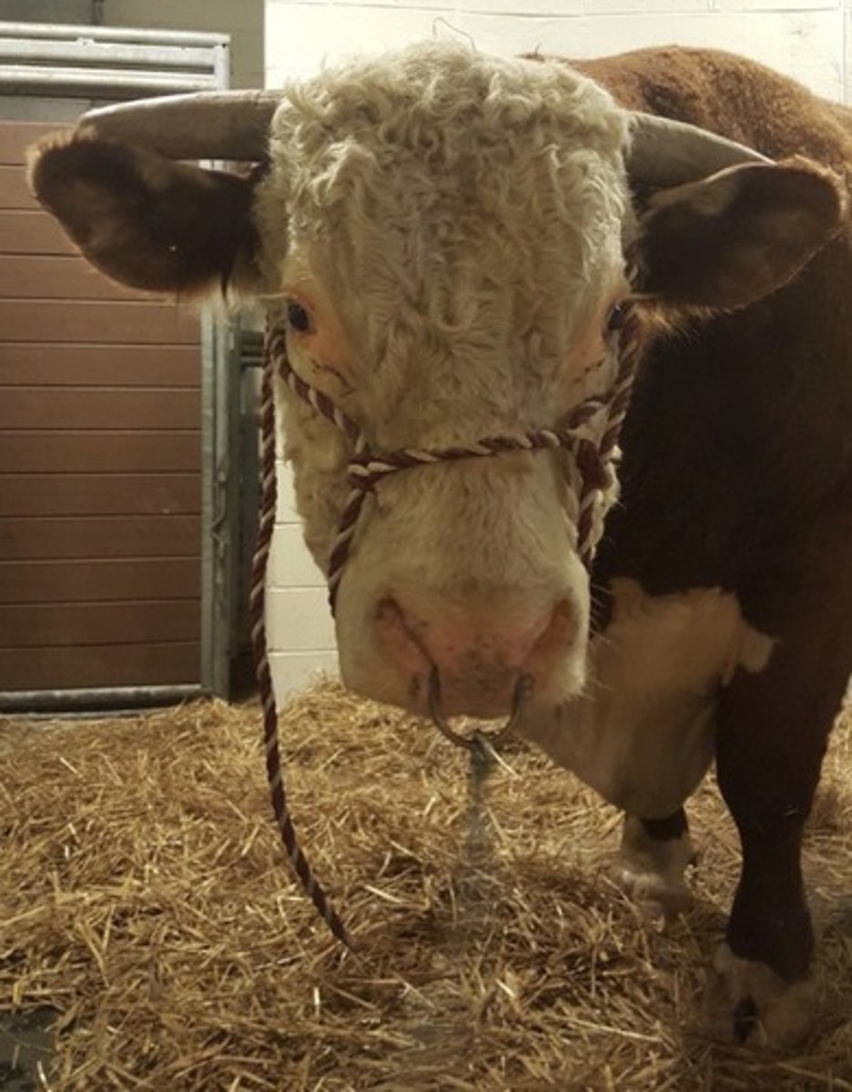 <p>Red with white face, usually thicker coat</p>