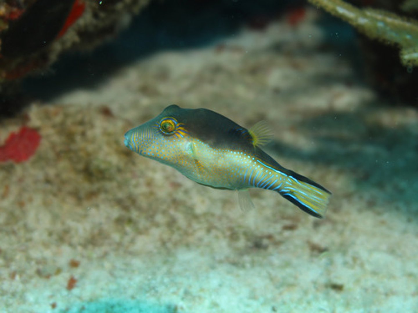 knowt flashcard image