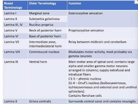<p>Summary: </p><p><span style="font-family: Arial, sans-serif"><em>1-6 Dorsal Horn&nbsp;</em></span></p><p><span style="font-family: Arial, sans-serif"><em>7- Lateral or Intermediate Zone&nbsp;</em></span></p><p><span style="font-family: Arial, sans-serif"><em>8-9 Ventral Horn&nbsp;</em></span></p><p><span style="font-family: Arial, sans-serif"><em>10 - Surrounding Central canal</em></span><br></p>
